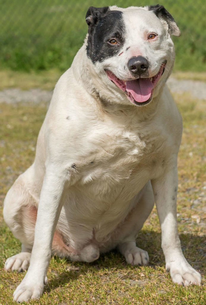 Moomba is a handsome guy looking for a new home! He will need a meet and greet with any resident dogs and a feline free home. He enjoys going for walks and hanging out with people. He has spent the majority of his life outside so will need a refresher course on house training. (Curt Story/Everett Animal Shelter)
