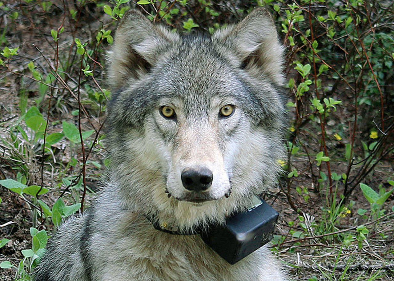 A female wolf from the Minam pack outside La Grande, Oregon, is shown after it was fitted with a tracking collar in 2013. The director of Oregon’s wildlife department has told the federal government the state agency supports the U.S. Fish and Wildlife Service’s proposal to take the gray wolf off the endangered species list, drawing fire from conservation groups and an Oregon congressman. (Oregon Department of Fish and Wildlife via AP, file)