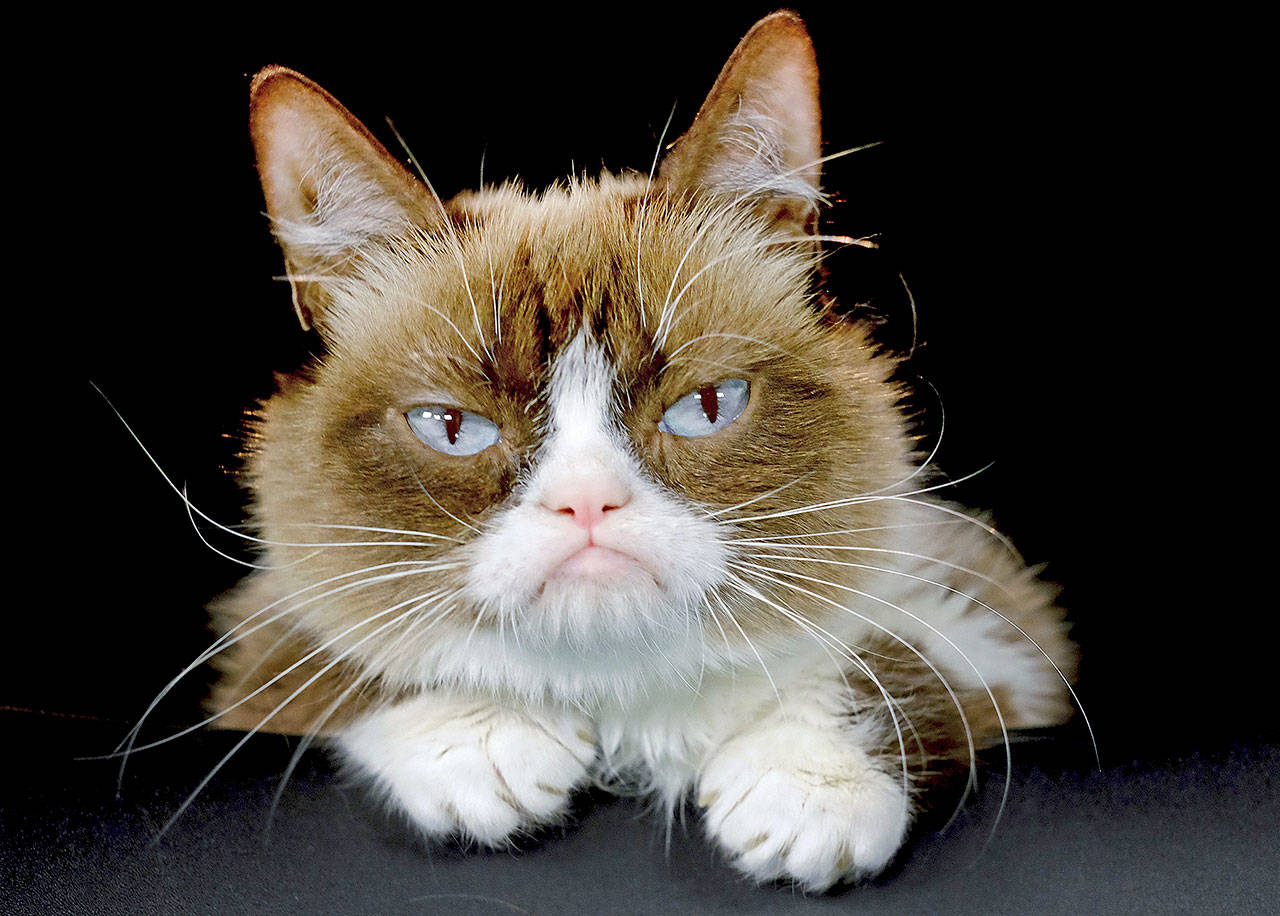 Grumpy Cat in 2015. (AP Photo/Richard Vogel, File)