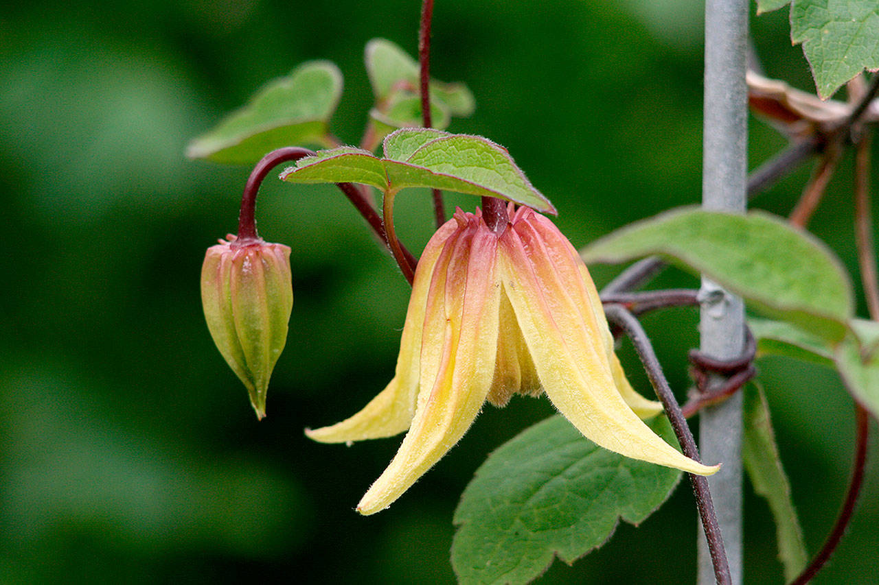 This vine features bright lemon-yellow nodding blooms that hang from dark purple stems. (Richie Steffen)