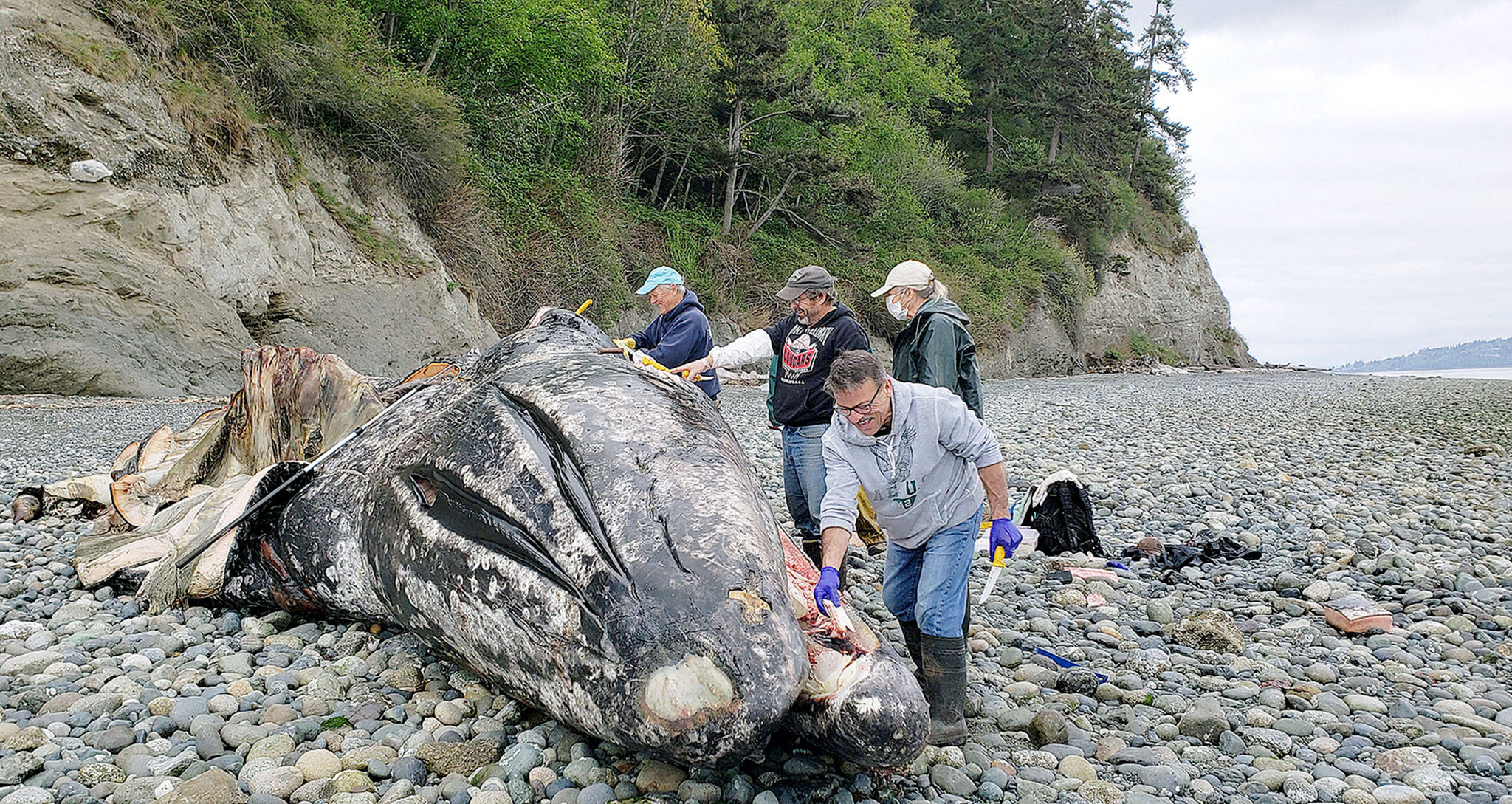 Dead gray whale stranded near Everett, towed to Camano, News