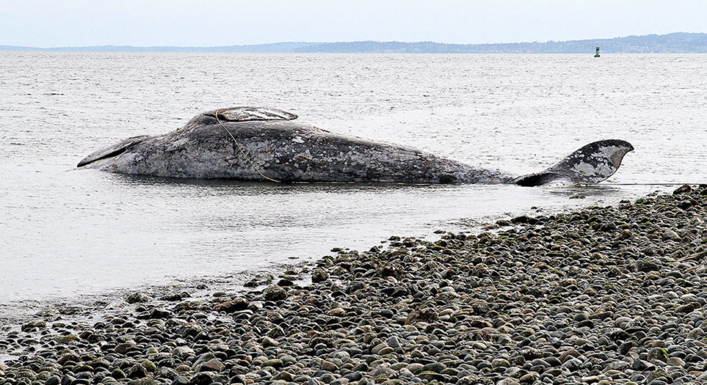 A deceased gray whale was deposited at Possession Point, but it proved to be an issue as it started to decompose. (Jill Hein)
