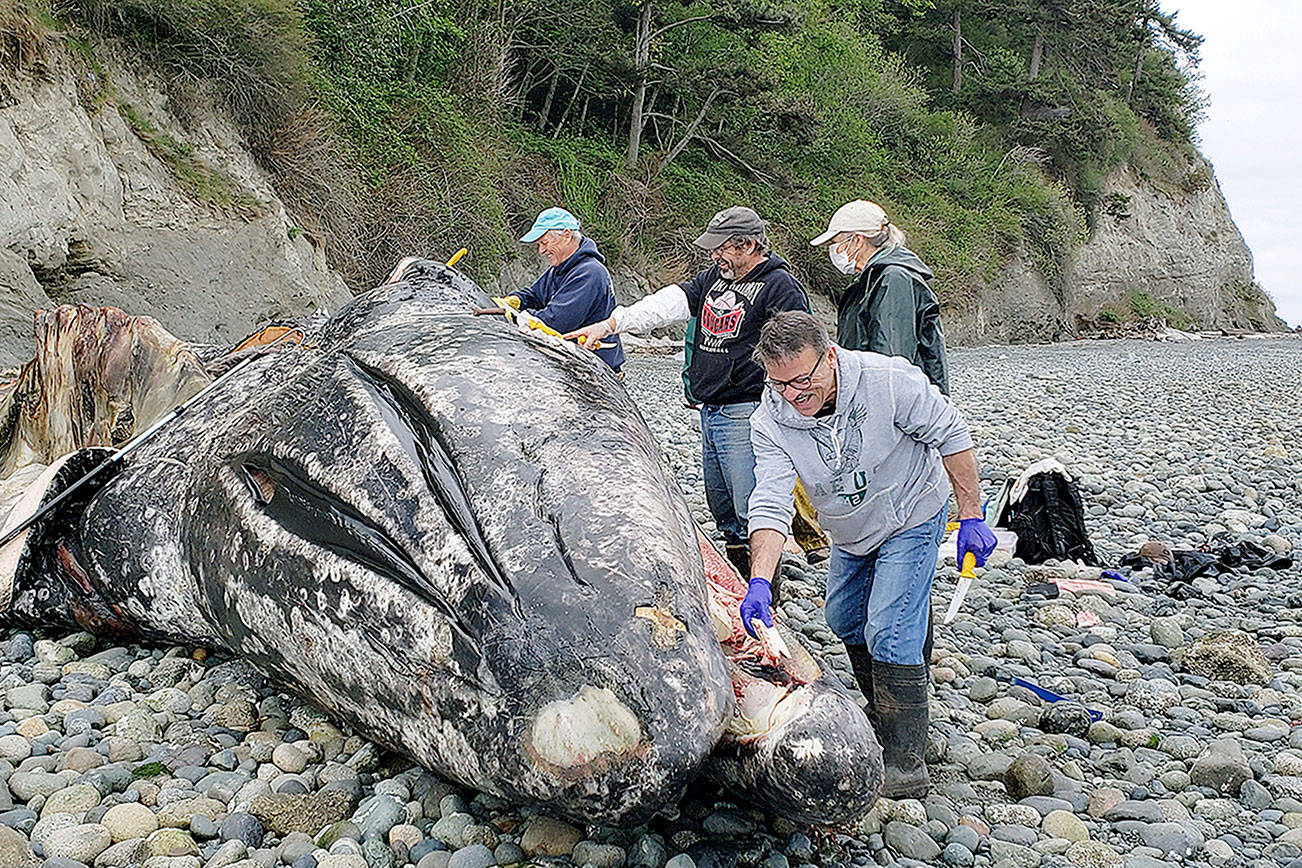 A deceased gray whale was deposited at Possession Point. It proved to be an issue as it started to decompose.                                (Photo provided by Jill Hein)