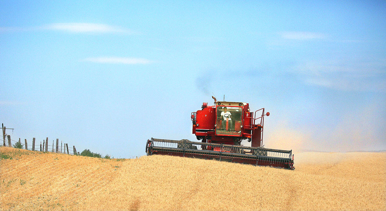 A red combine harvests golden, ripe wheat near the border of eastern Washington and Oregon just southwest of Walla Walla, Washington, on July 24, 20. From airplanes made by Boeing to apples, cherries and wheat grown by farmers, no other state is more dependent on international trade than Washington. As the tariff disputes escalate, small factories are closing and manufacturing behemoths like Boeing are increasingly worried about access to crucial Asian markets that have helped propel the state’s booming economy. (Jeff Horner/Walla Walla Union-Bulletin)