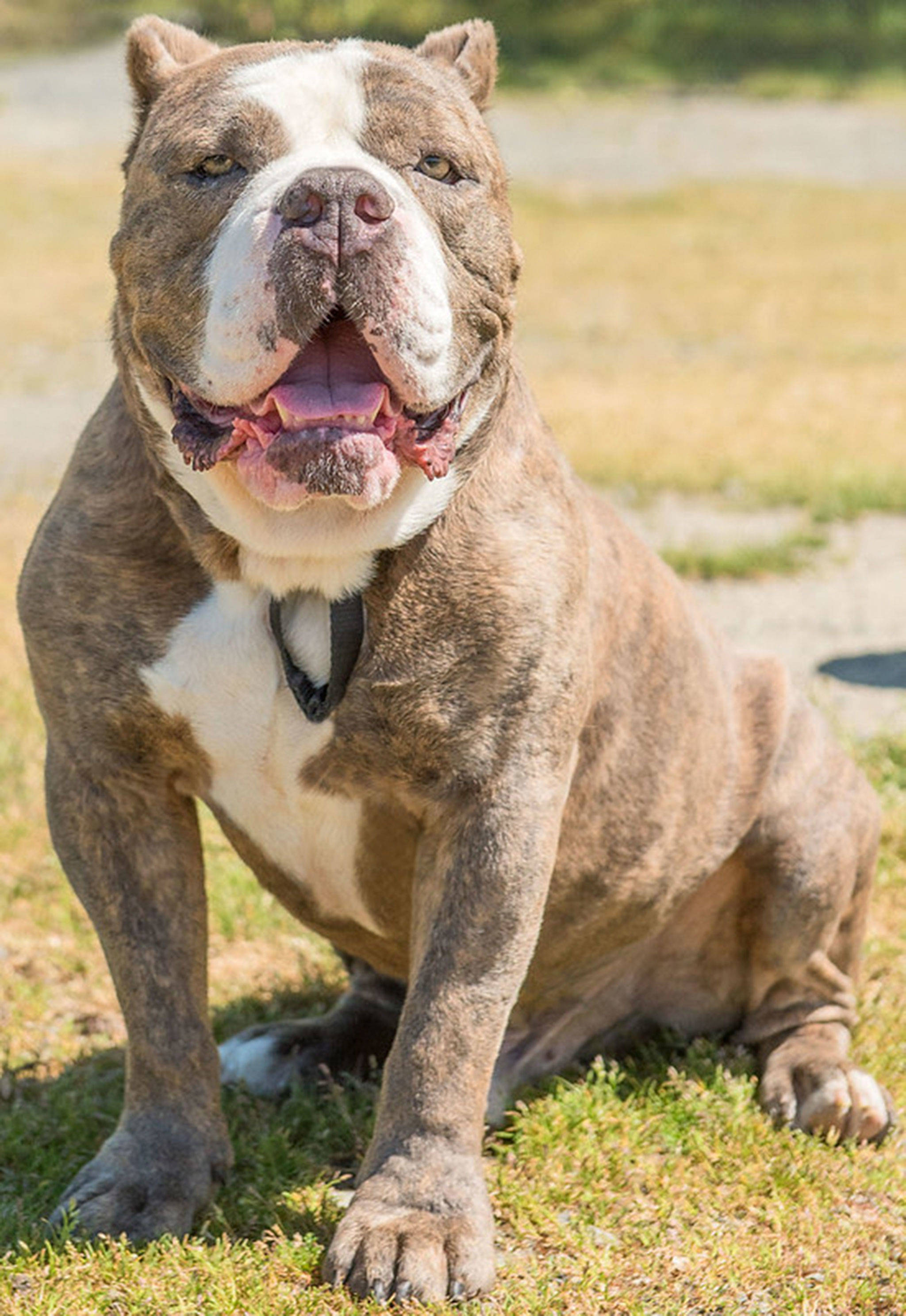 Nano is a very interesting looking dog! We have had some breed specific groups look at him and most agree he is a English Bulldog/Mastiff mix. Nano weighs in at 73 pounds but is short with bulldog feet and legs. He came to us as a stray after being in a dog altercation. He does not like other dogs and really needs to be king of his castle! This guy is not suited for dog parks or apartment style living. Nano will also need a feline free home.