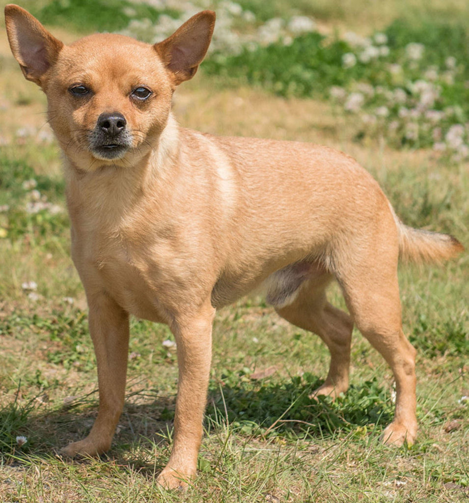 Obi is an adorable Chihuahua looking an adult only home! He does not enjoy children or cats. He has lived with a larger dog and done OK but will need a meet and greet prior to adoption. He is crate trained and has accidents in the house sometimes. Obi loves being around his people but is very cautious of strangers. If you have a calm home without kids or cats, Obi just might be the right dog for you!
