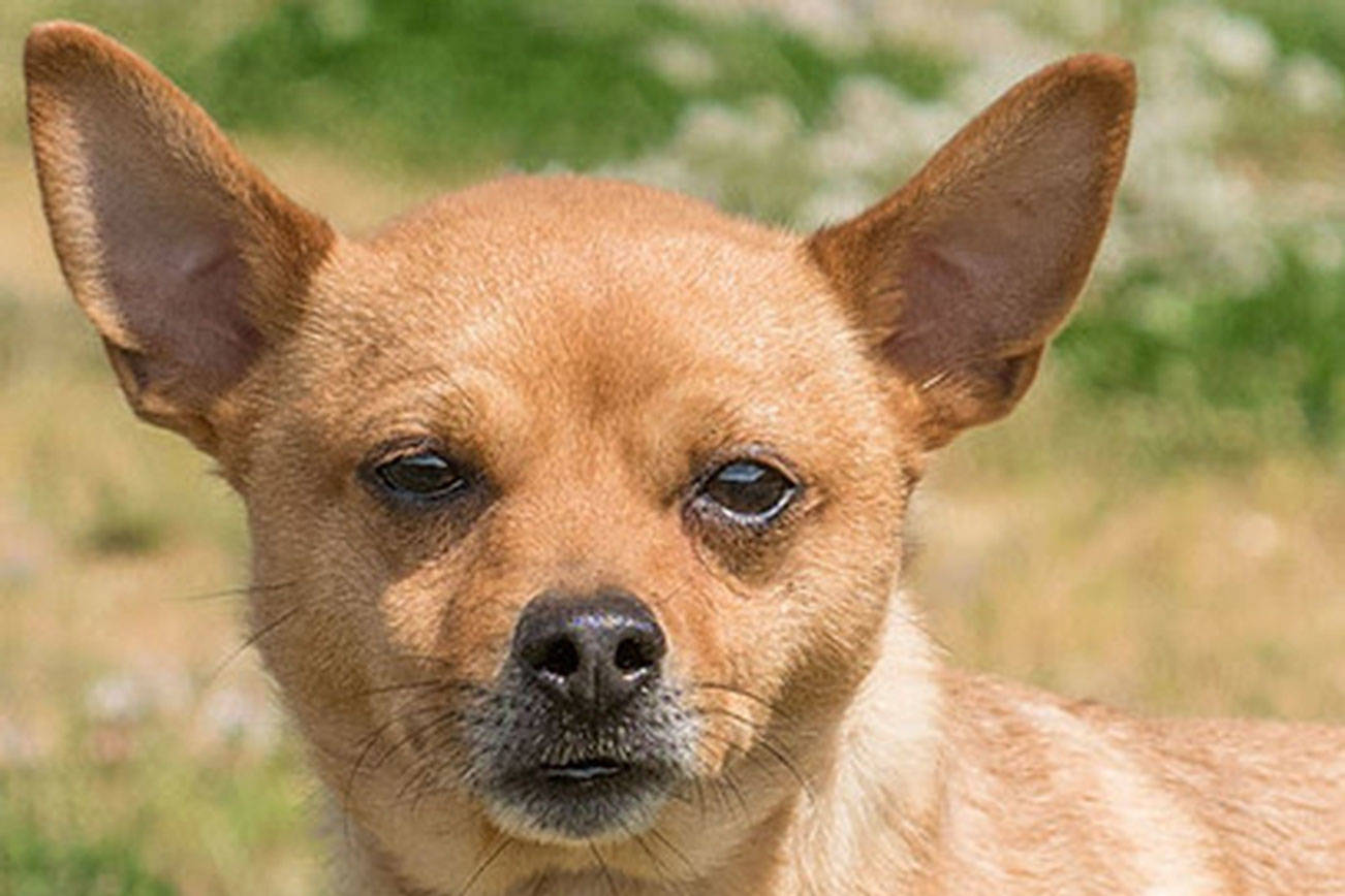 Two dogs at Everett shelter need to be adopted