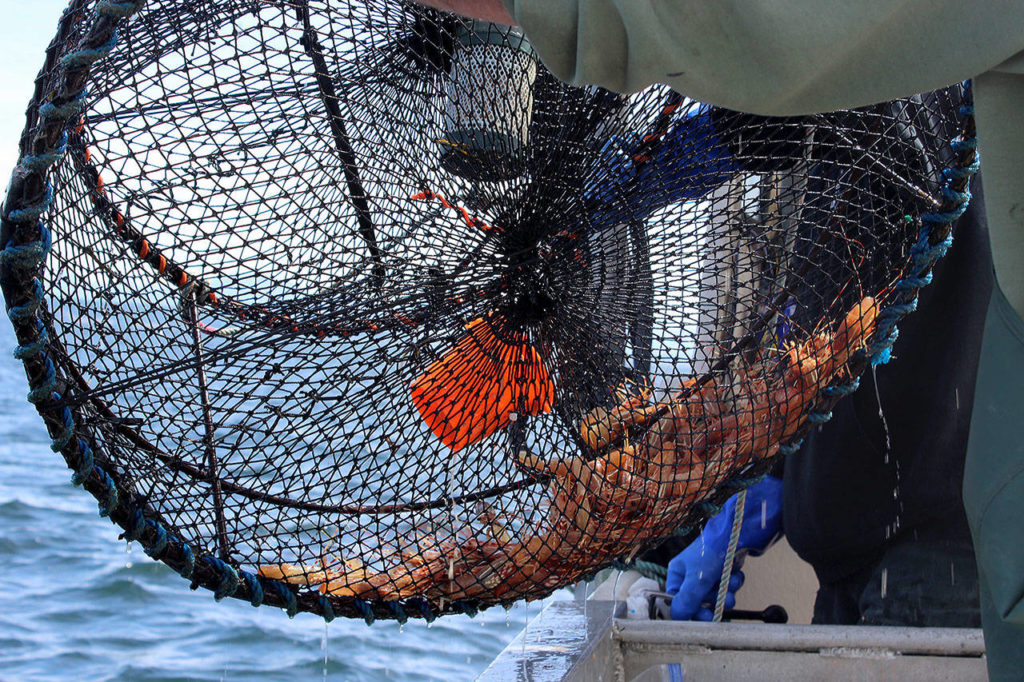 Limits for spot shrimp are 80 prawns per person per day. Last year, the average haul per boat weighed in at about 16 pounds. (Patricia Guthrie / Whidbey News Group)
