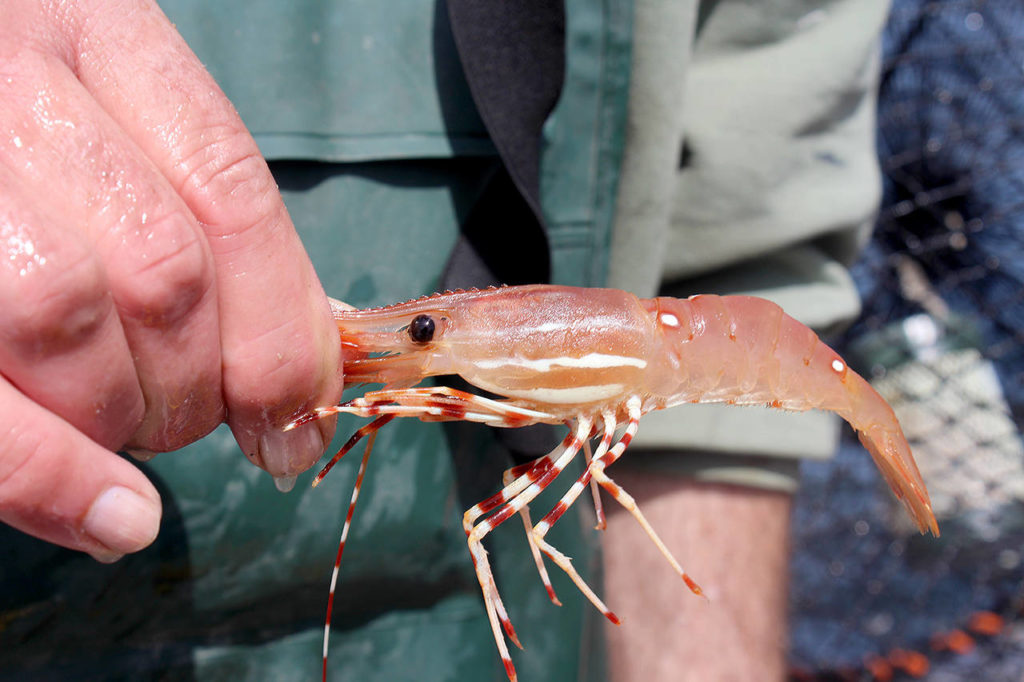 Spot shrimp are the largest and tastiest of Puget Sound’s three shrimp species. (Patricia Guthrie / Whidbey News Group)
