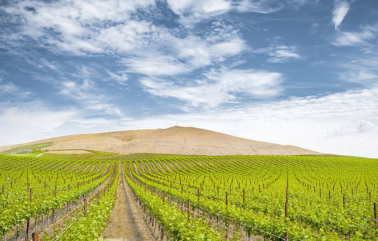 Quintessence Vineyards, at more than 400 acres, is among the largest plantings on Red Mountain and a prime resource for more than two dozen winemakers in Washington. (Richard Duval Images)