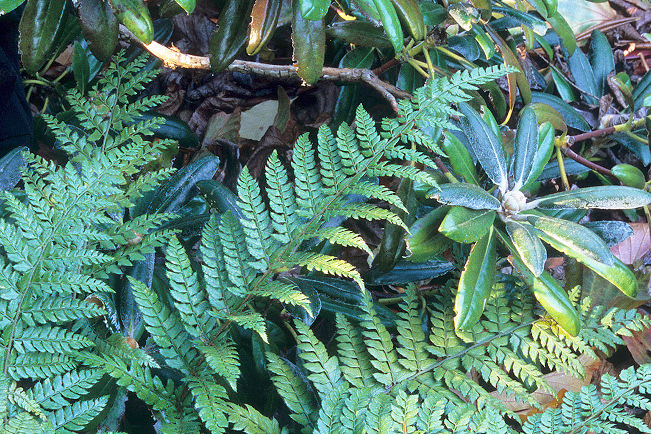 Great Plant Pick: Polystichum makinoi, Makinoi’s holly fern