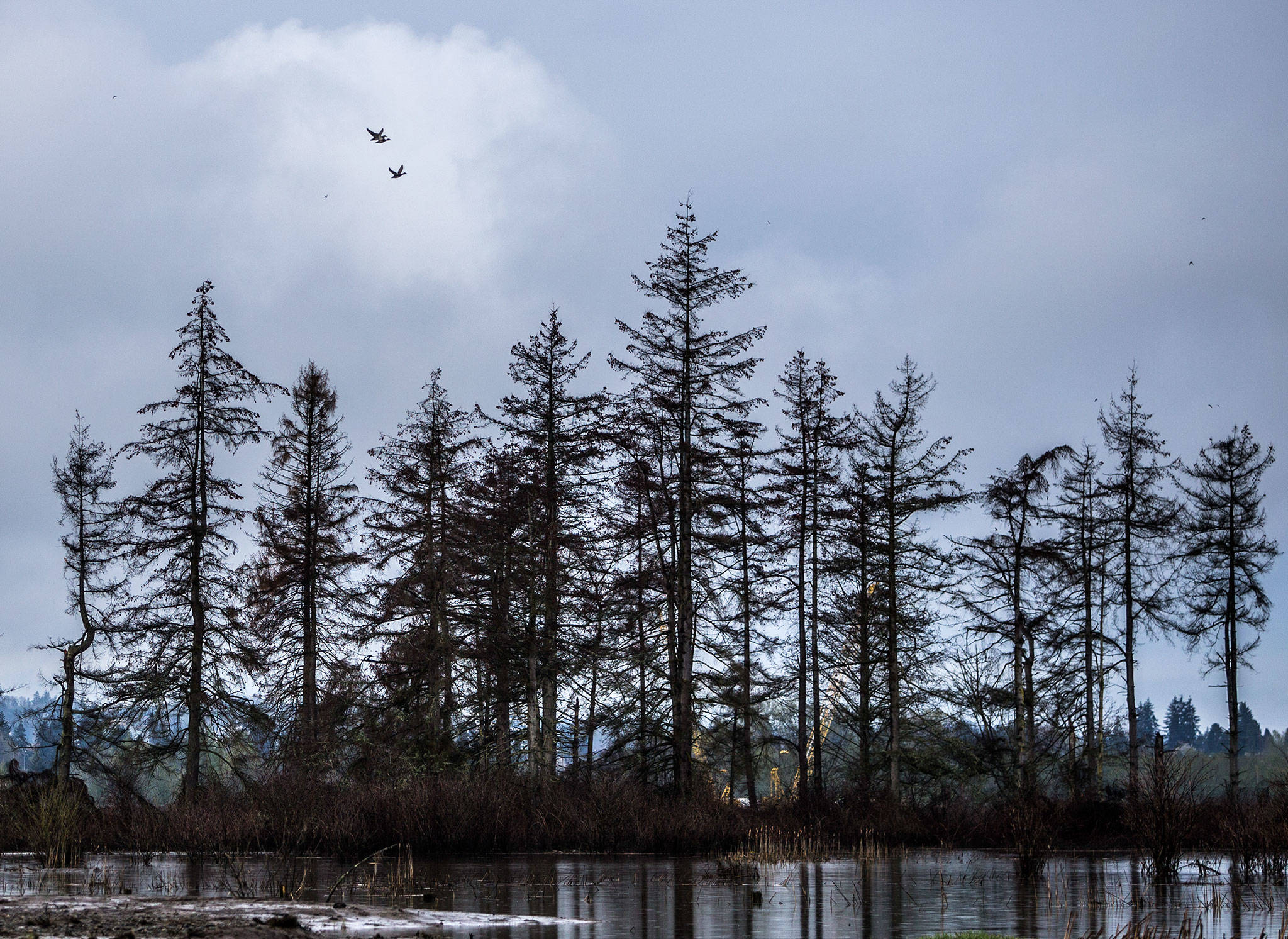 Ducks fly above the recently restored wetland area of Smith Island along Union Slough on April 11 in Everett. (Olivia Vanni / The Herald)