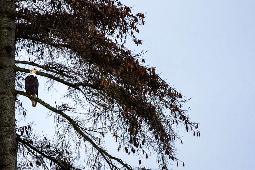 A bald eagle perched in a tree along Union Slough on April 11 in Everett. (Olivia Vanni / The Herald)
