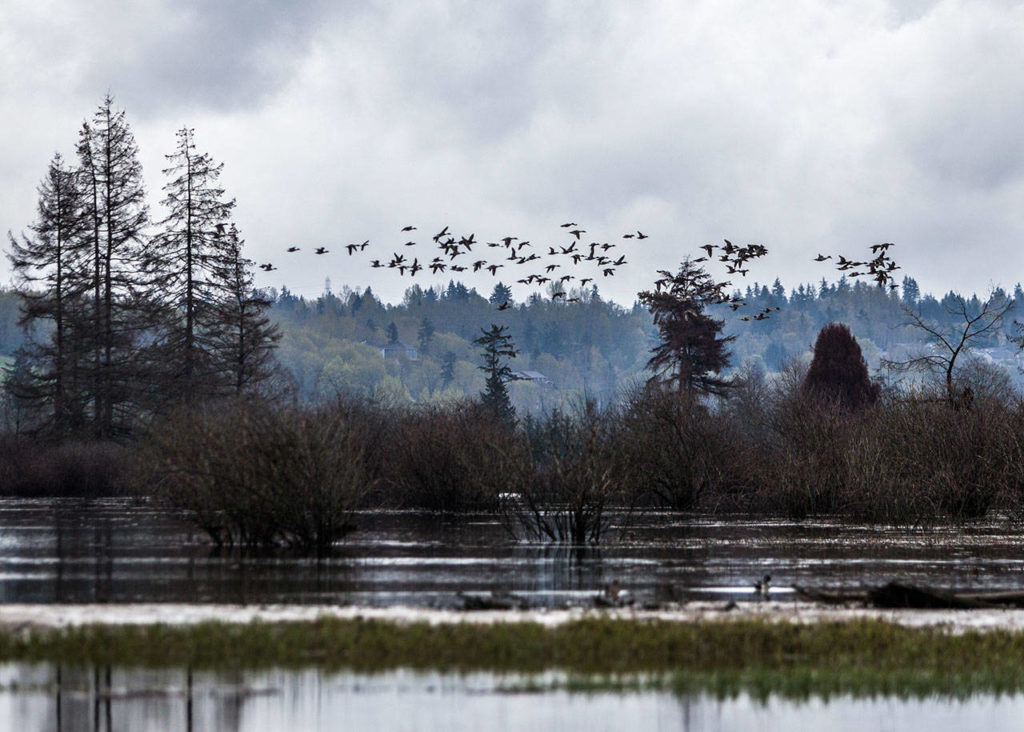 A large flock of ducks fly above the recently restored wetland area of Smith Island along Union Slough on April 11 in Everett. (Olivia Vanni / The Herald)
