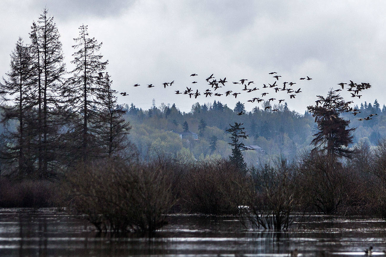 On I-5’s edge, biologists revive a vanishing world for salmon
