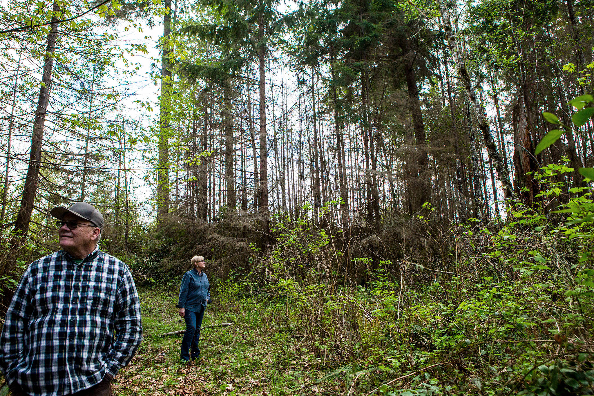 Jim and Judy Davis look around what they describe as “The Walking Dead” hemlocks that have been mysteriously dying on their property near Granite Falls. (Olivia Vanni / The Herald)