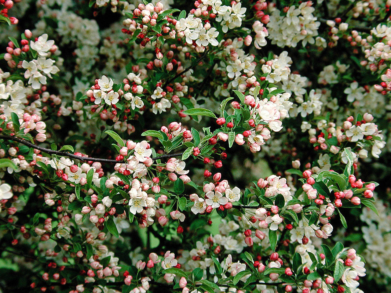 Plant dwarf Sargent’s crabapple in small gardens and in landscapes with mixed-flower schemes. (Great Plant Pick)