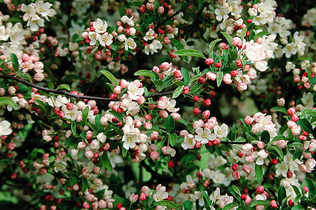 Great Plant Pick: Malus toringo ssp. sargentii ‘Tina’