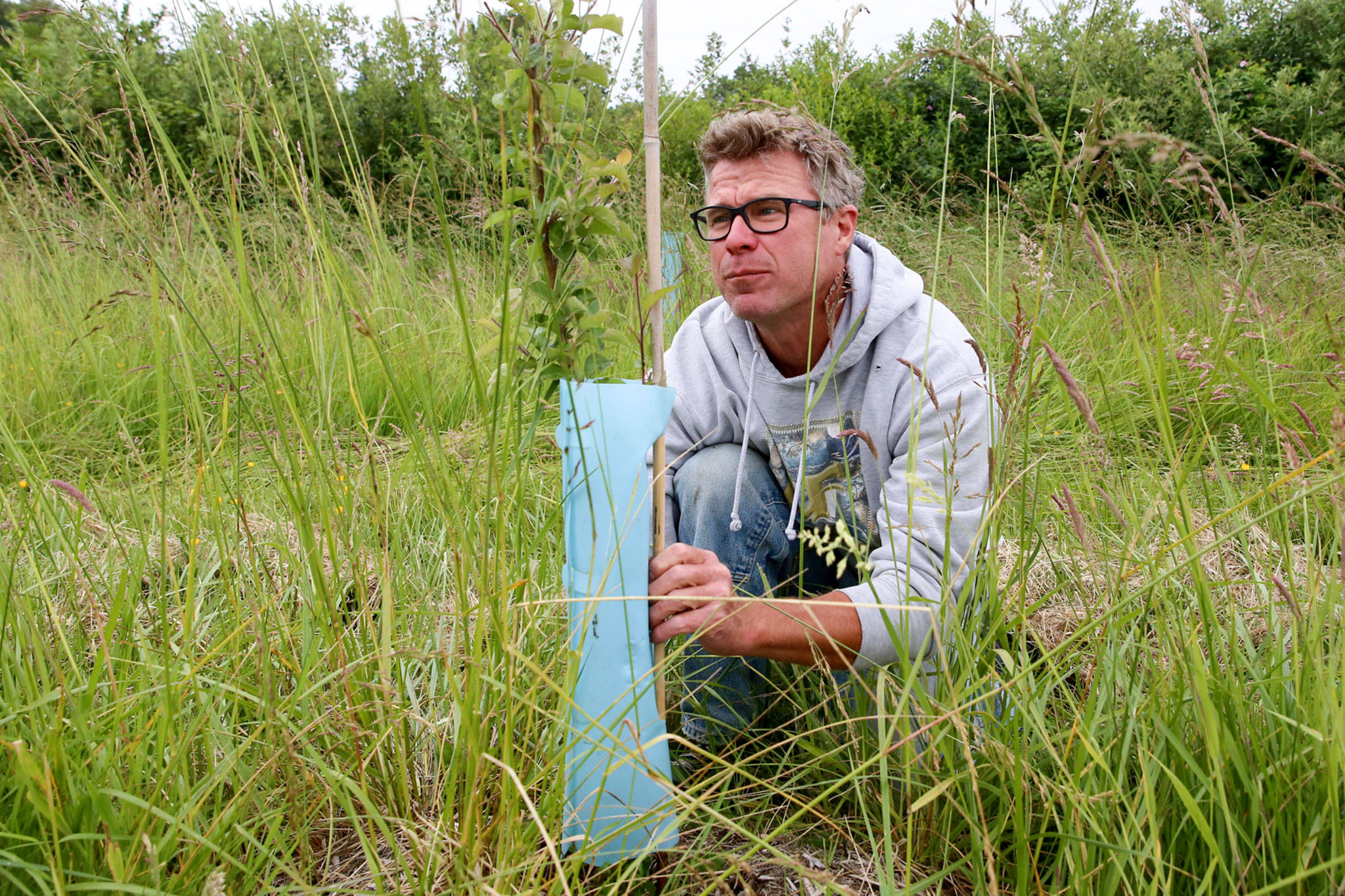 Nick Pate examines a cider apple tree at Raising Cane Ranch in Snohomish on June 5. (Kevin Clark / The Herald)