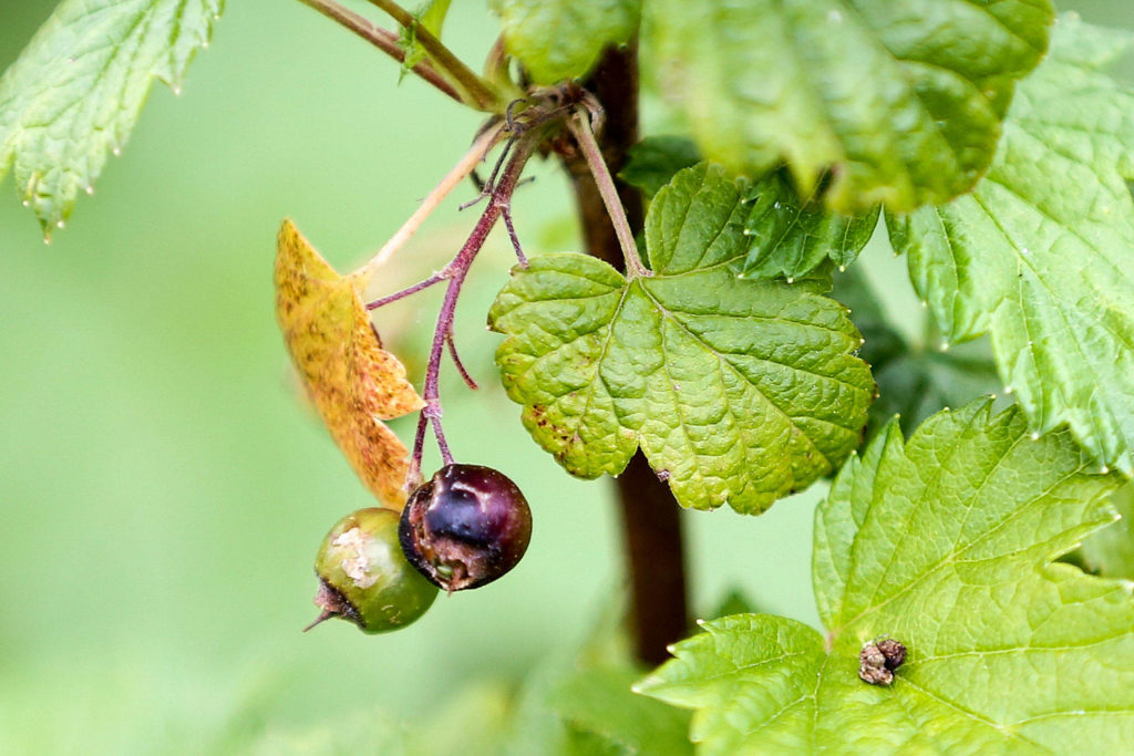 Currants are among the crops growing at Nick Pate’s farm, Raising Cane Ranch in Snohomish. (Kevin Clark / The Herald)
