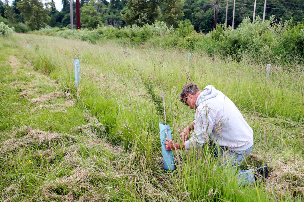 Nick Pate of Raising Cane Ranch is one of the first farmers in Snohomish County to adopt agroforestry, a practice that mimics natural ecosystems while producing food. (Kevin Clark / The Herald)
