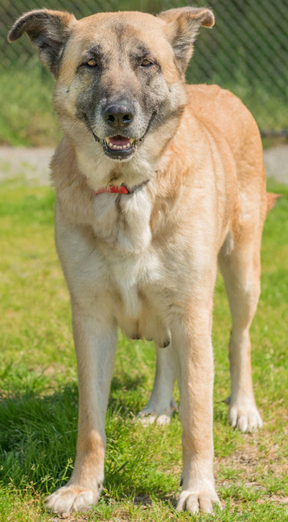 Bonnie is a nice shepherd looking for a new home. She will need a meet and greet with any resident canines and a feline free home. Any children in the home need to be over the age of 12 years and used to large breed dogs. Bonnie enjoys going for walks and would love a large fenced yard. (Curt Story/Everett Animal Shelter)
