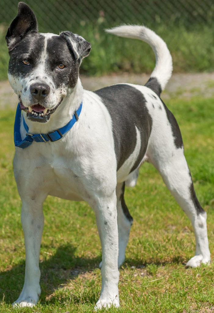 Kelvin is a young active senior who would enjoy an active household. Long walks? Hiking? Kelvin would do best with children 10 years and older. Kelvin enjoys interacting with other polite female dogs but would prefer to be the only dog in the home. He loves to play with toys and loves to carry one around when walking. (Curt Story/Everett Animal Shelter)
