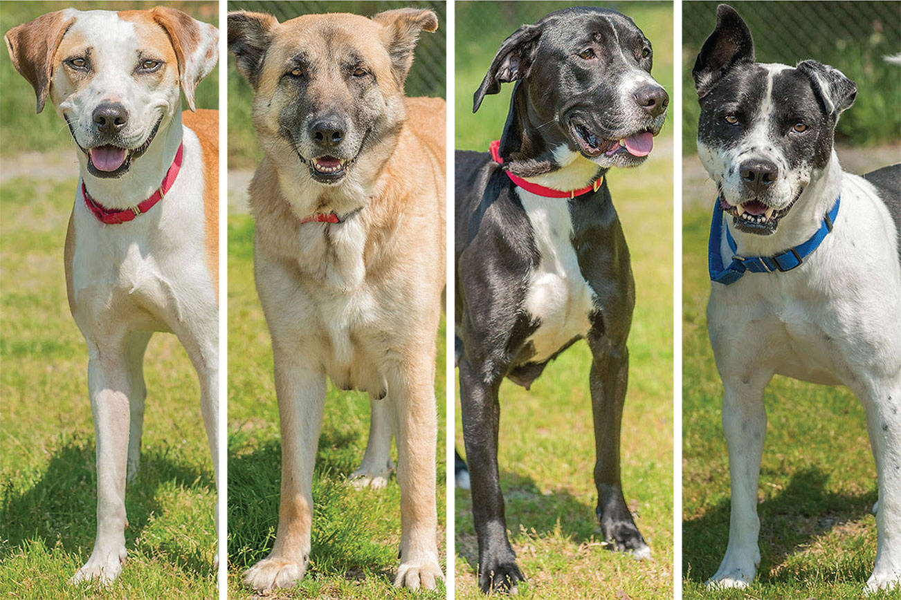 Active, nice, old and young dogs up for adoption in Everett