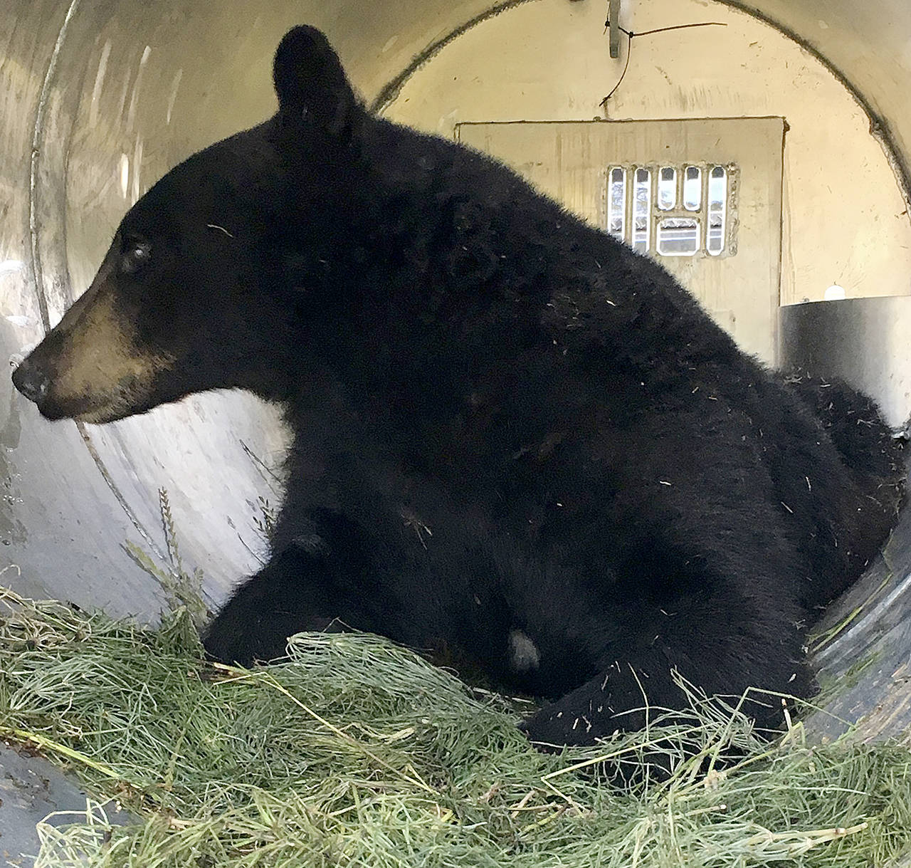 This handsome bear visited 11 islands but couldn’t find a suitable girlfriend. On June 1, he was captured and released into the wilderness of northern Snohomish County. (Washington Department of Fish and Wildlife)