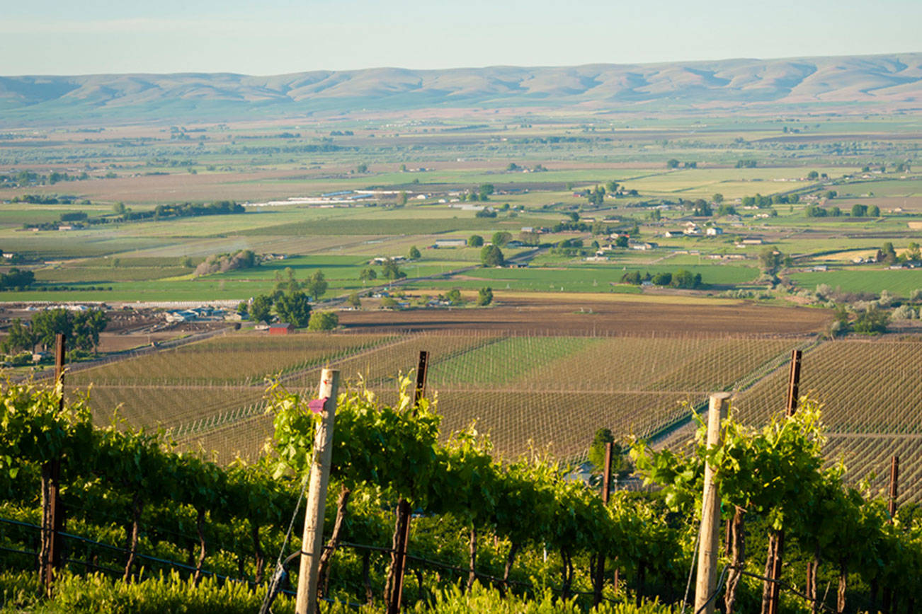 Washington wine’s roots are firmly planted in Yakima Valley