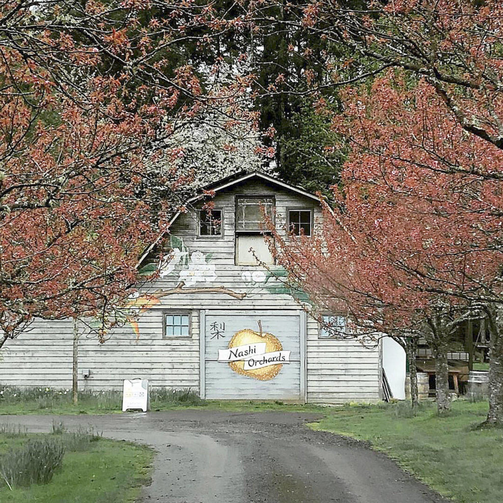The barn at Nashi Orchards on Vashon Island welcomes visitors. (Aaron Swaney)
