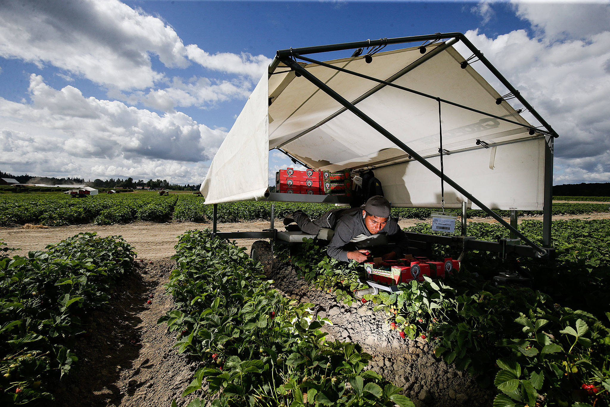 Jose Lopez picks and pack strawberries ahead of the opening of strawberry season at Biringer Farm on Thursday in Arlington. (Andy Bronson / The Herald)