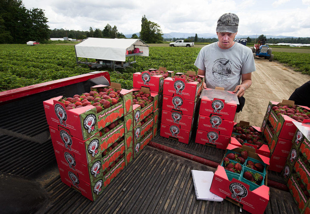 Field boss Keith Woodard uses a plexiglass sheet to make sure a flat is low enough to stack another on top without crushing the strawberries inside at Biringer Farm on Thursday in Arlington. (Andy Bronson / The Herald)
