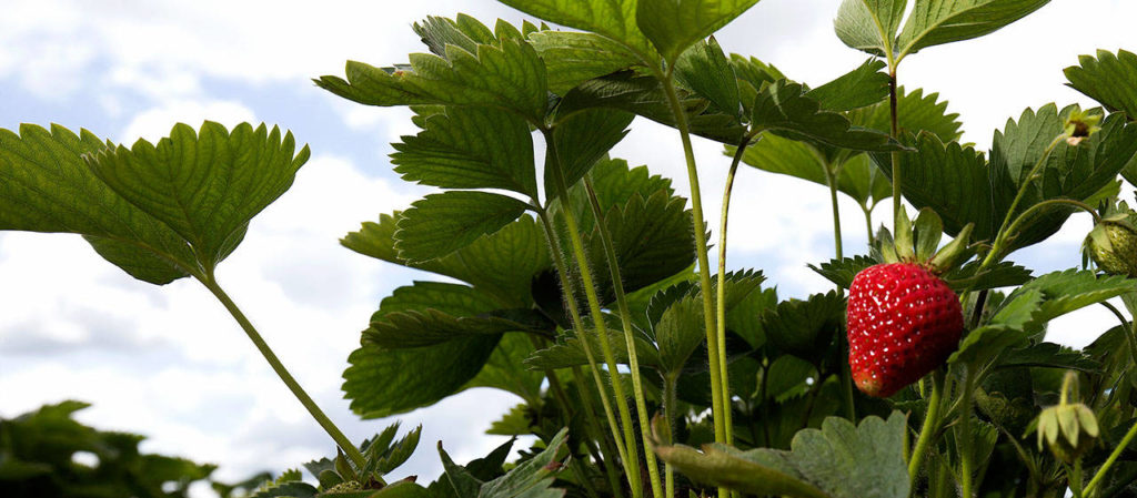 A strawberry hangs ahead of the opening of strawberry season at Biringer Farm on Thursday in Arlington. (Andy Bronson / The Herald)
