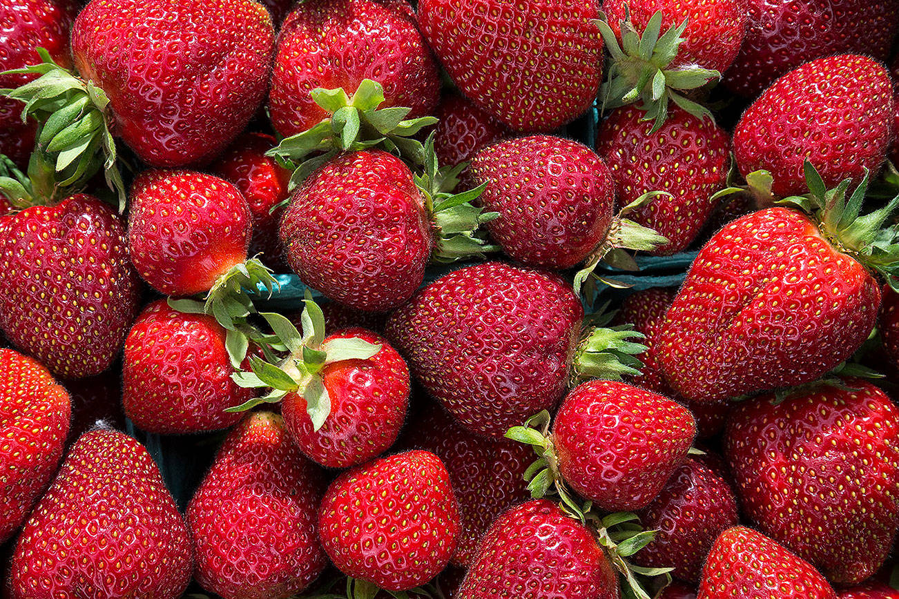 Strawberry Season Gets A Sweet Start Heraldnet Com