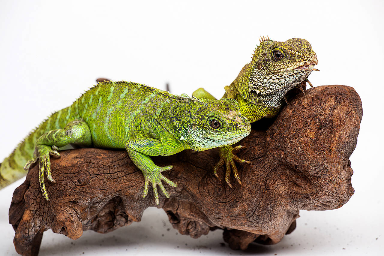 The Smithsonian’s National Zoo is the first to confirm “facultative parthenogenesis” in Asian water dragons, a species of lizard. Officials say a female Asian water dragon (left) hatched in August 2016 and is the only surviving offspring of her 12-year-old mother. ·(Skip Brown/Smithsonian’s National Zoo)
