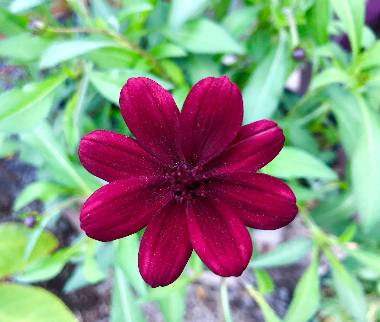 Chocolate cosmos are chocolate in color — and in fragrance. (Nicole Phillips)