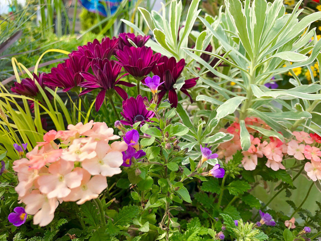 With long days and mild weather, June is an ideal month to plant summer color. (Nicole Phillips)
