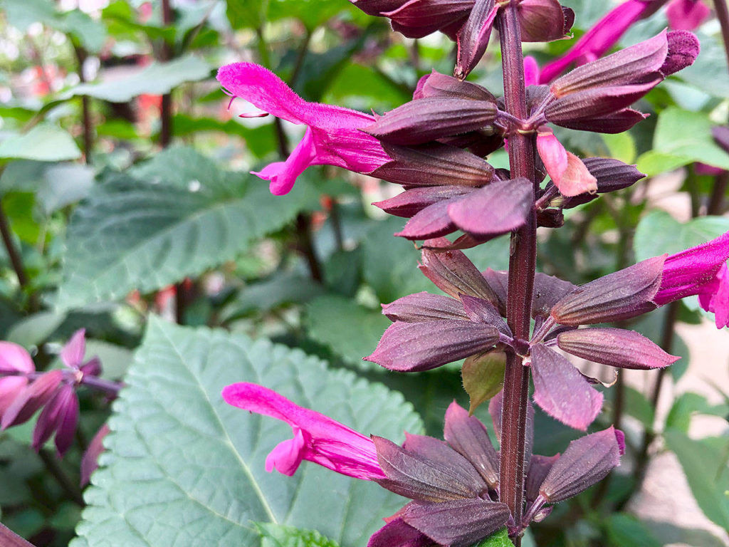 
“Rockin’ Fuchsia,” with its electric pink flowers, is part of the salvia genus. (Nicole Phillips)


