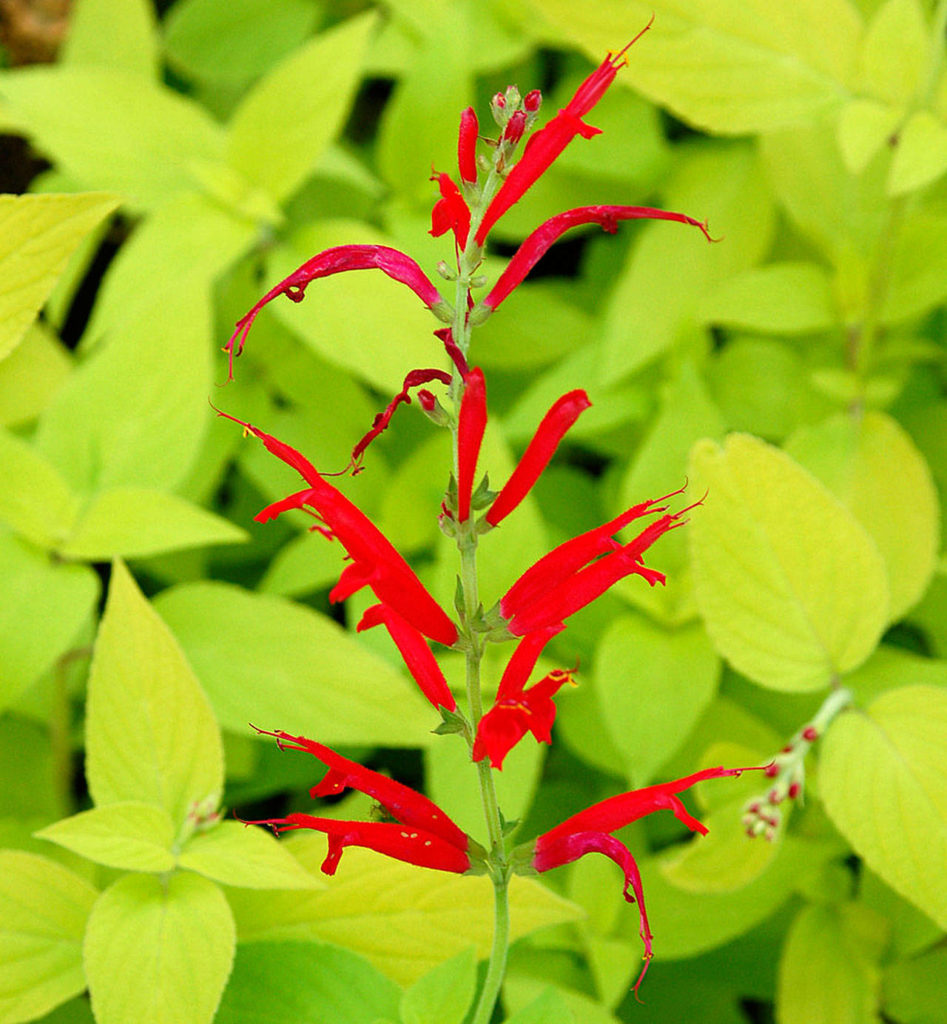 “Golden Delicious” pineapple sage gives off a strong pineapple scent when you brush up against it. (Nicole Phillips)

