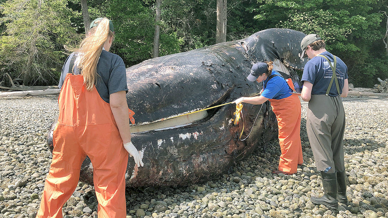 Biologists found ghost shrimp in one of the female whale’s stomachs when they performed a necropsy on Camano Island. They determined the whale that washed ashore in Everett in May was skinny and undernourished. (Washington Department of Fish and Wildlife)