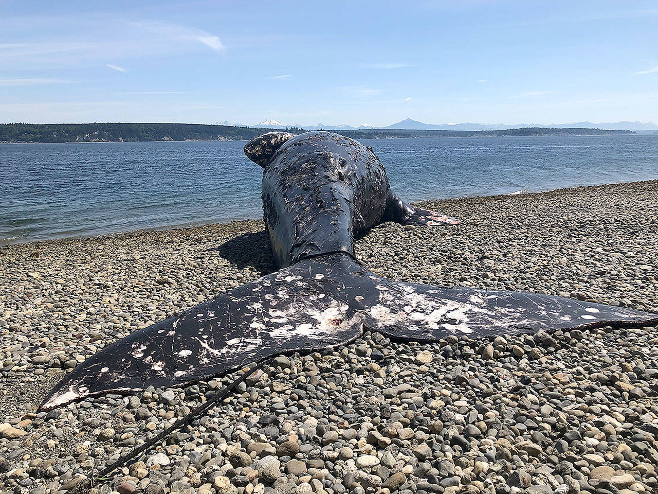 An examination revealed the dead gray whale that washed ashore near Harborview Park in Everett in early May died of starvation. (Washington Department of Fish and Wildlife)