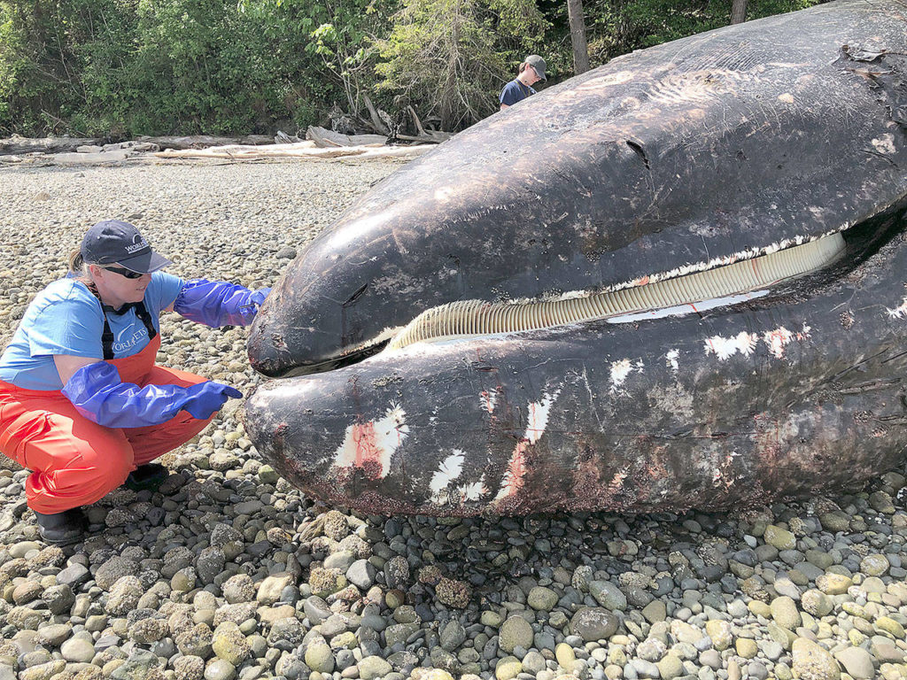 So far this year, 28 gray whales have washed up dead in Washington. At this time last year, there had been 10. (Washington Department of Fish and Wildlife)

