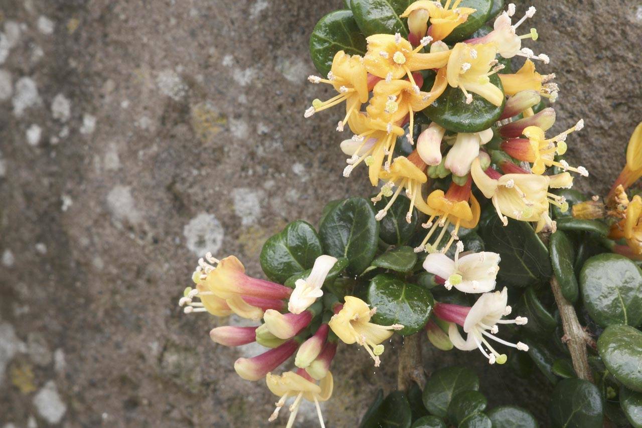 Lonicera crassifolia’s tiny flowers open from rosy-red buds tipped in chartreuse and turn orange as they mature. (Richie Steffen)