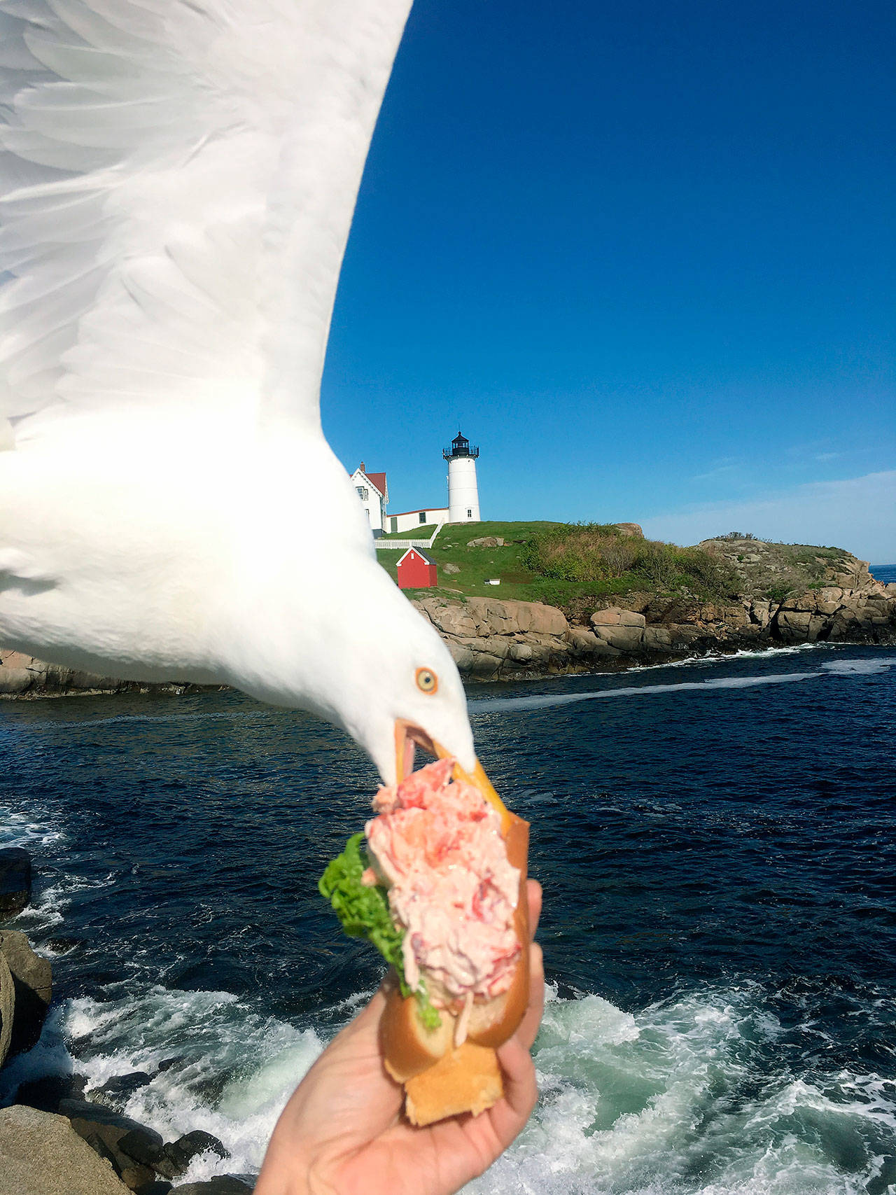 A seagull takes a bit of Alicia Jessop’s lobster roll in York, Maine, on Friday. Jessop wanted to snap the perfect picture Friday of her lobster roll from Fox’s Lobster House before she took a bite. She says she was focused on framing the sandwich with the picturesque Nubble Lighthouse in the background when she felt something rustle her hand. She quickly realized a seagull had knocked it out of her hand and was already eating it. (Alicia Jessop/@rulingsports via AP)