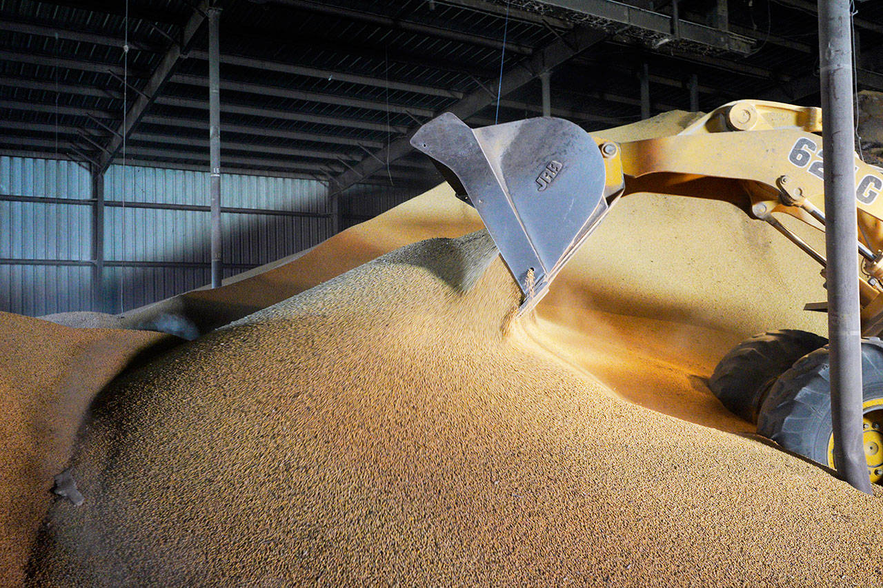 A loader piles soybeans May 13 in Schuyler, Nebraska. President Donald Trump’s tariffs are taxes paid by American importers and are typically passed along to their customers. They can provoke retaliatory tariffs on U.S. exports. And they can paralyze businesses, uncertain about where they should buy supplies or situate factories. (AP Photo/Nati Harnik, File)