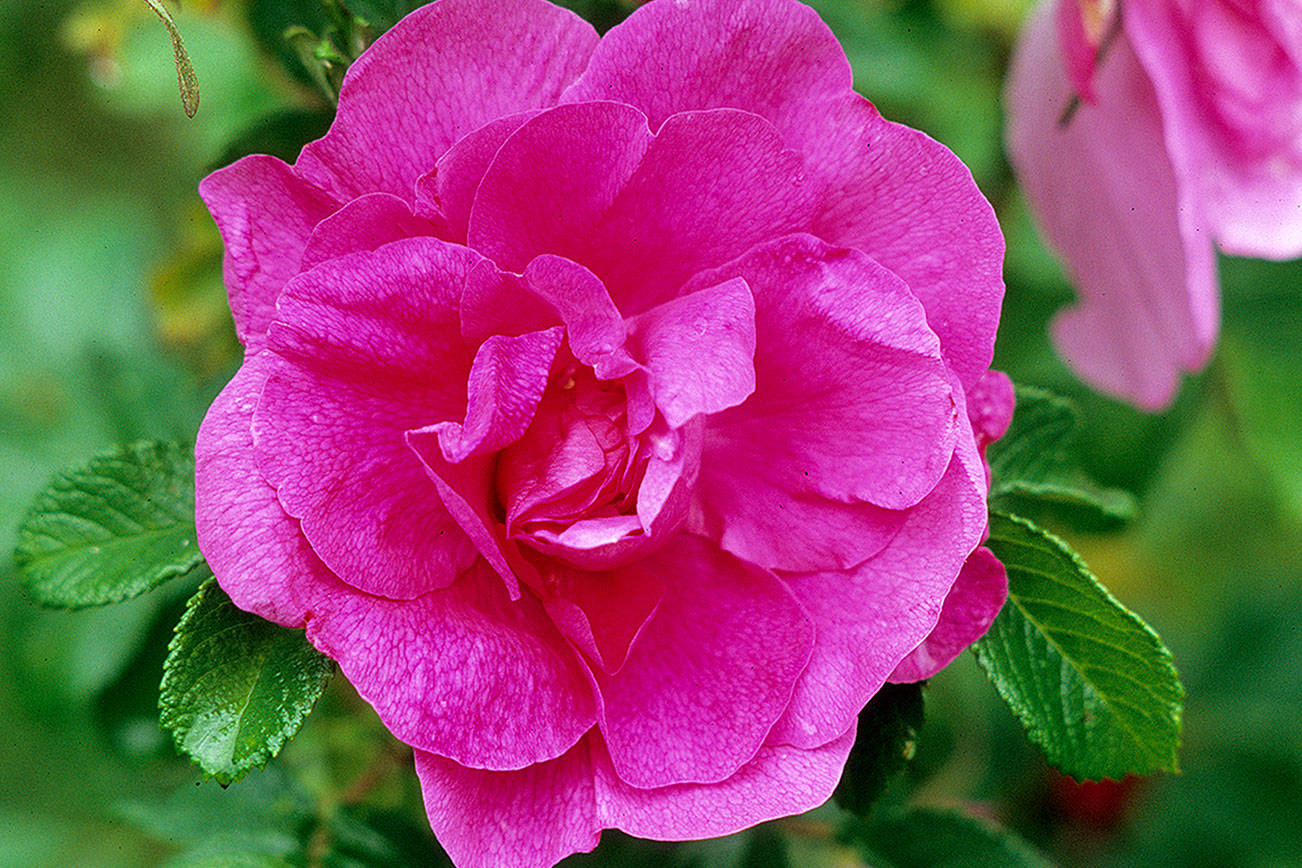 Great Plant Pick: Rosa ‘Hansa,’ double pink old-fashioned rose