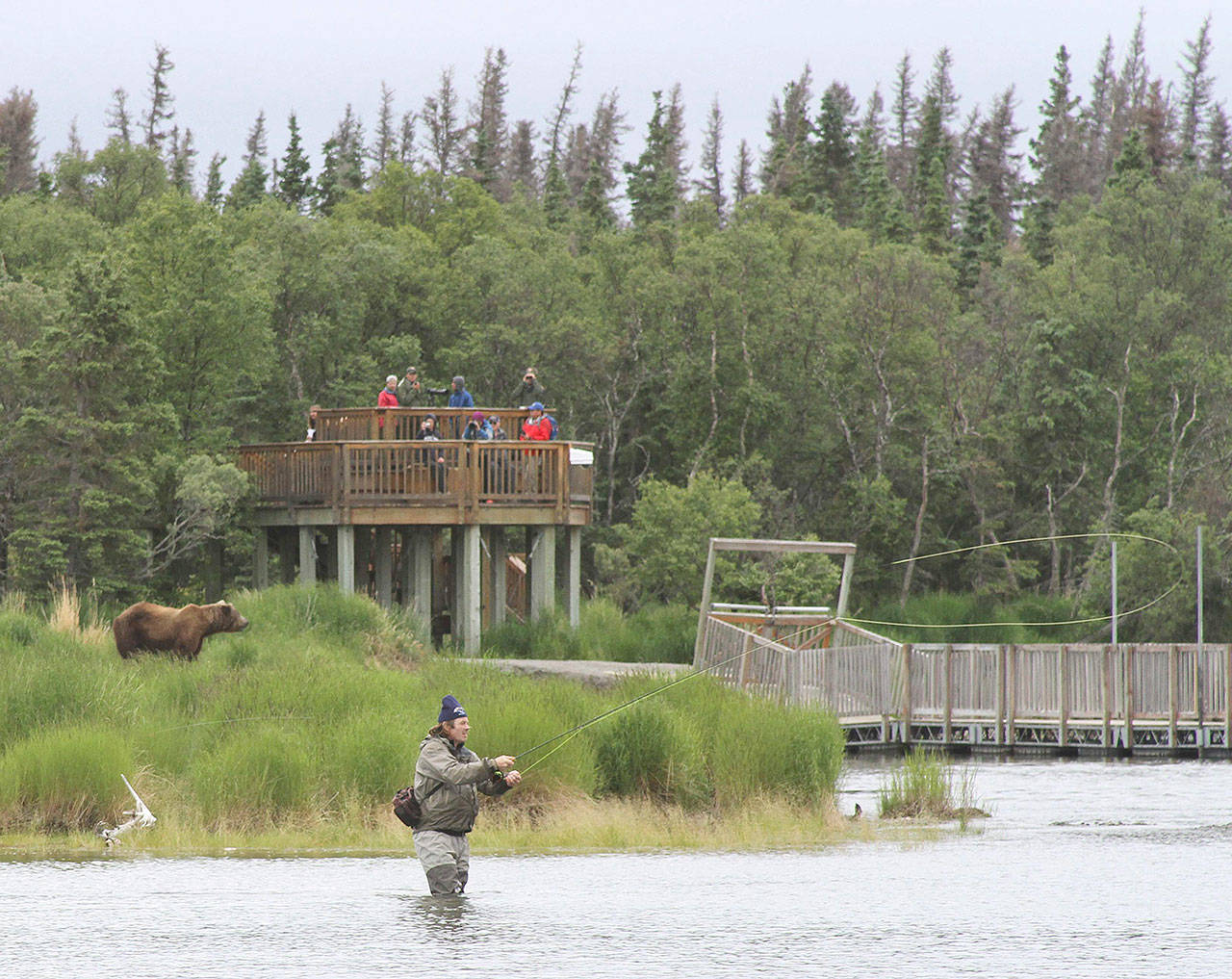 In this July 4, 2013, file photo, a bear walks between a viewing stand and a fisherman in Katmai National Park and Preserve, Alaska. The National Park Service has completed a project to relieve an Alaska traffic jam. A new elevated bridge and boardwalk across the Brooks River in Katmai National Park and Preserve is expected to halt heart-stopping encounters between human pedestrians and brown bears both using the old bridge. (AP File Photo/Mark Thiessen, File)