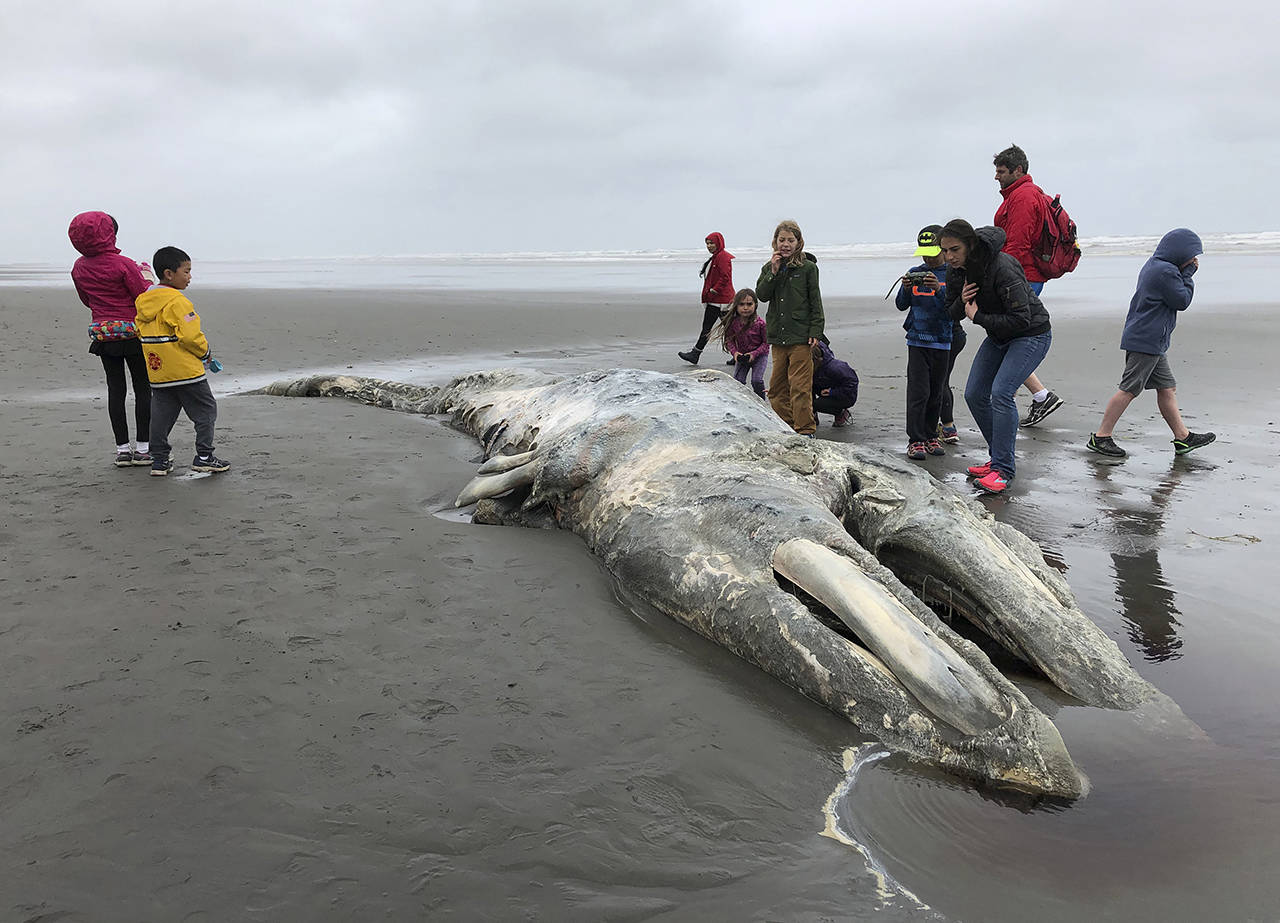 In this May 24 photo, teachers and students from Northwest Montessori School in Seattle examine the carcass of a gray whale after it washed up on the coast of Washington’s Olympic Peninsula. (AP Photo/Gene Johnson, file)