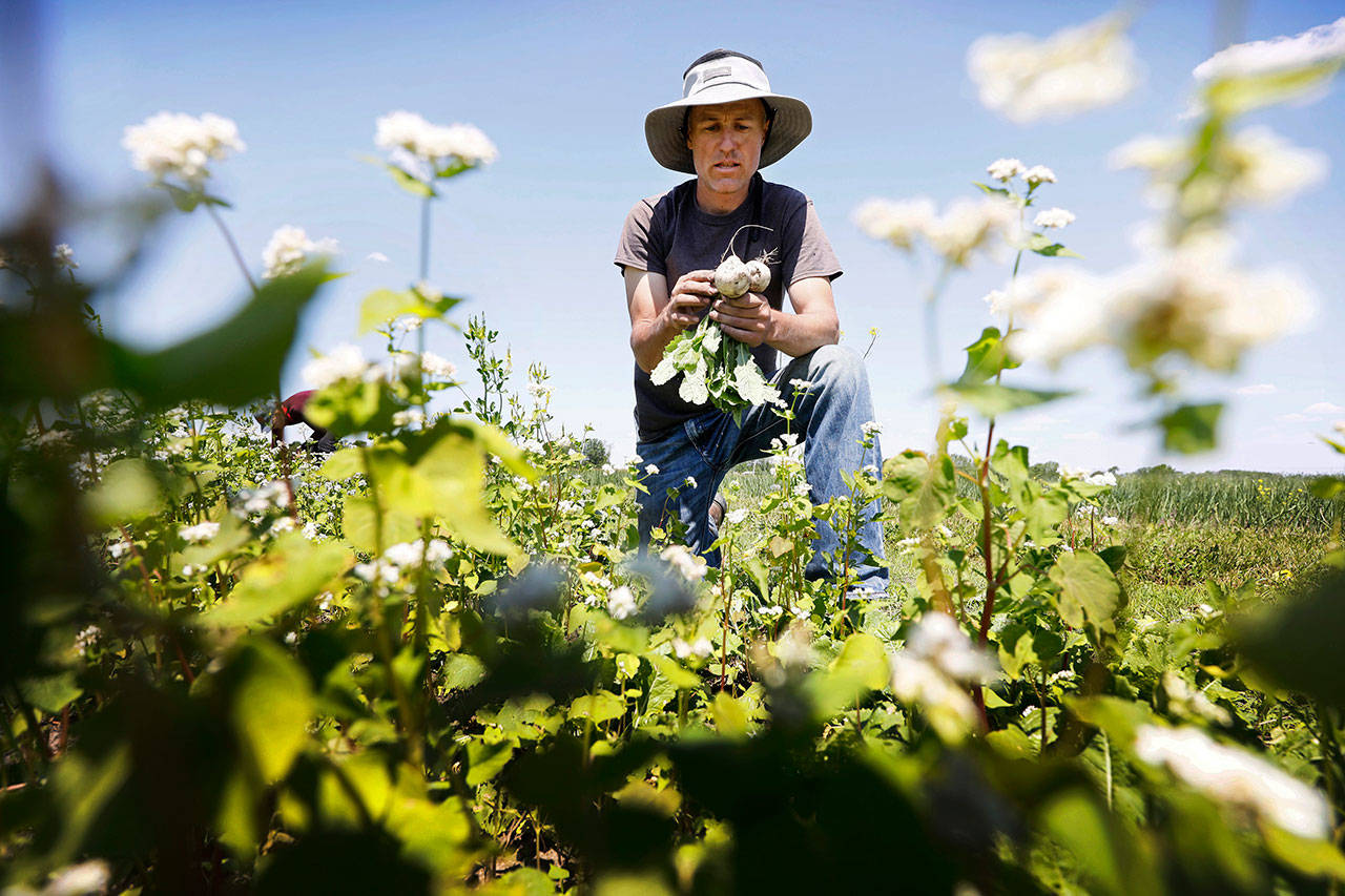 In this Monday, June 10, 2019 photo, Andrew Dunham harvests Hakurei turnips on his 80-acre organic farm, in Grinnell, Iowa. Like farmers throughout the Midwest, torrential spring rains turned Dunham’s land into sticky muck that wouldn’t let him plant crops this spring. But unlike other farmers, Dunham won’t get a piece of a $16 billion aid package to offset his losses, and he can’t fall back on federally subsidized crop insurance because Dunham grows herbs, flowers and dozens of vegetable varieties but not the region’s dominant crops of corn and soybeans. (AP Photo/Charlie Neibergall)